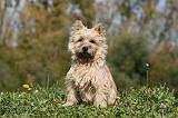 CAIRN TERRIER 511
